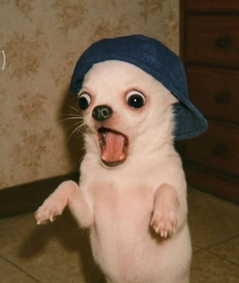 ảnh con chó hài 14