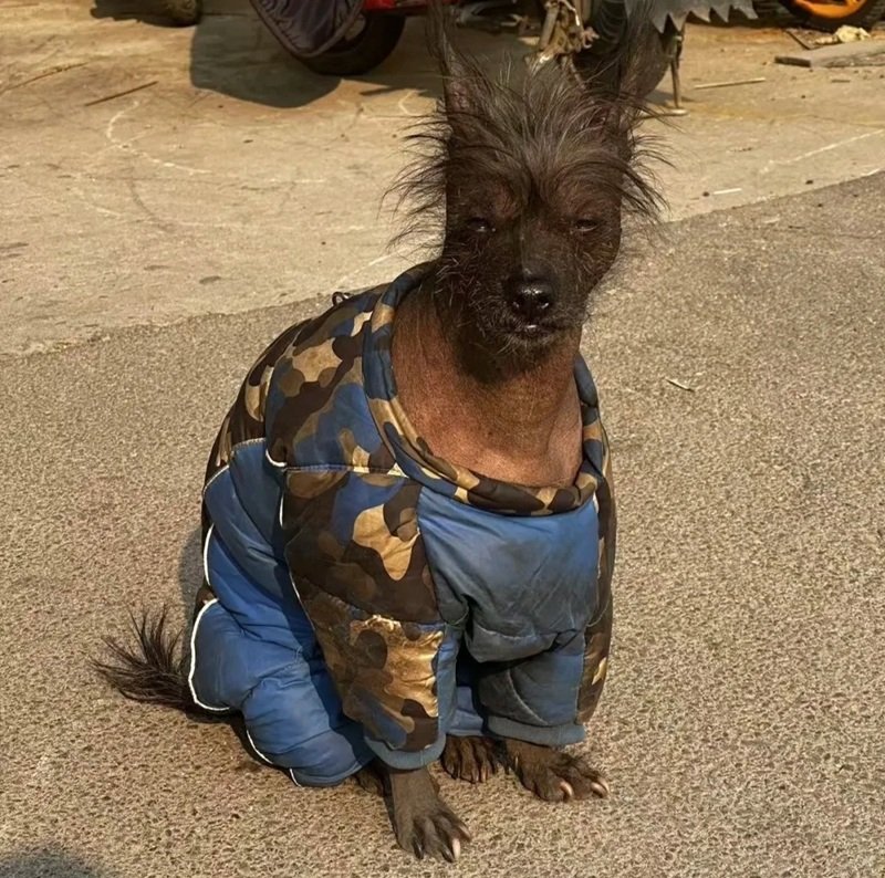 ảnh con chó hài 15