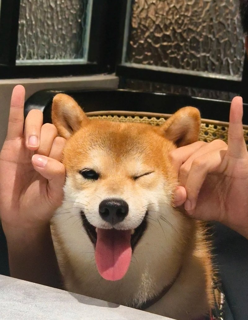 ảnh con chó hài 16