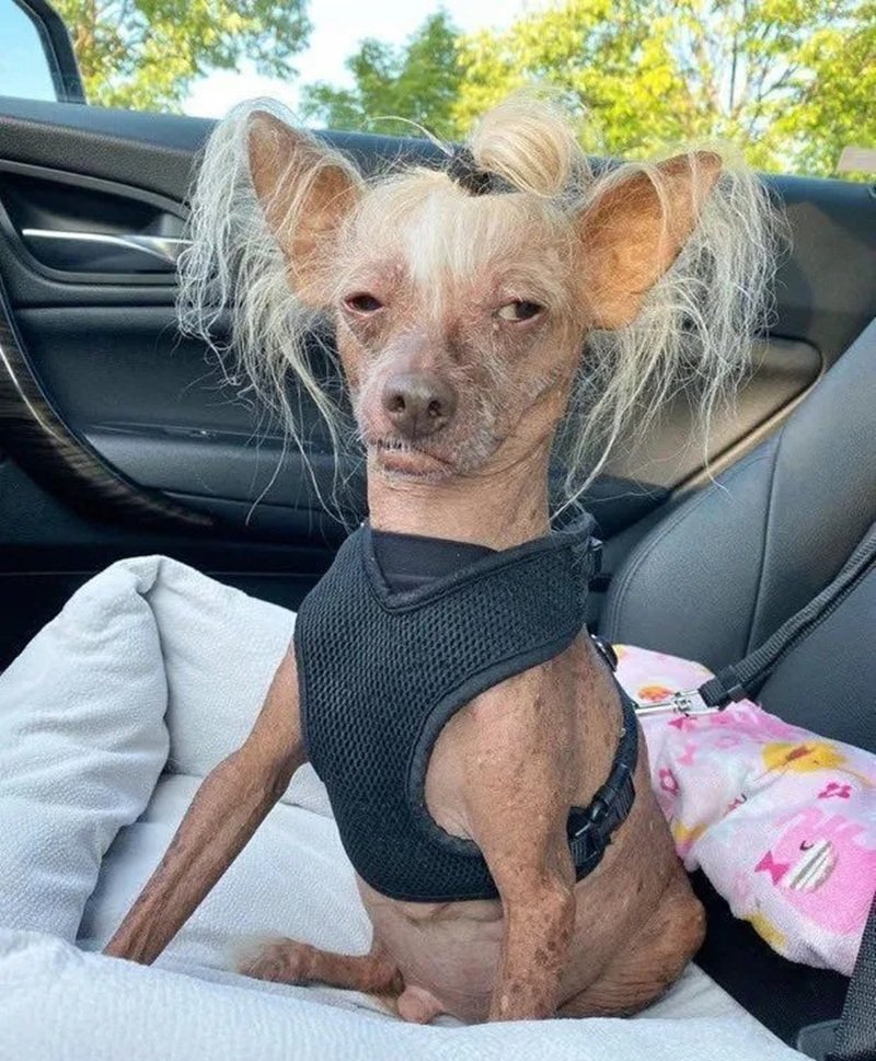 ảnh con chó hài 18