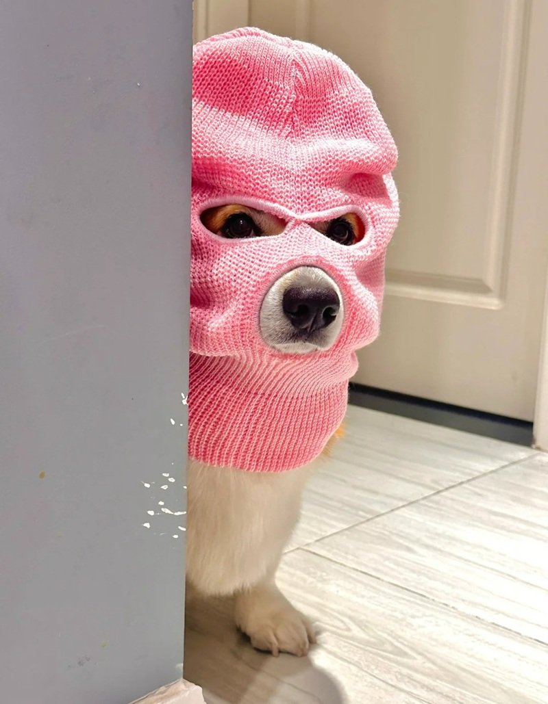 ảnh con chó hài 19