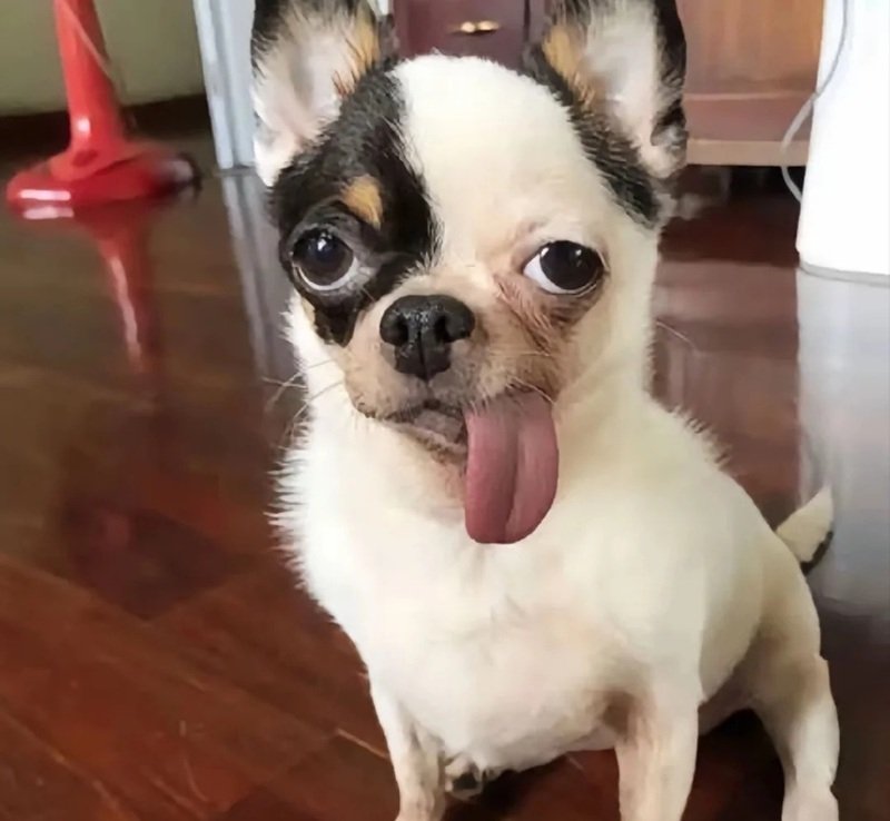 ảnh con chó hài 20