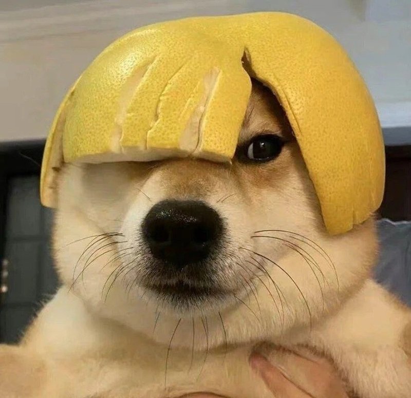 ảnh con chó hài 21