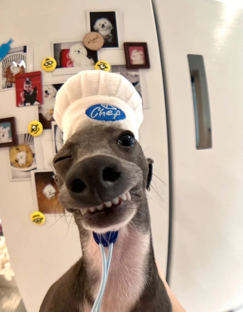 ảnh con chó hài 22