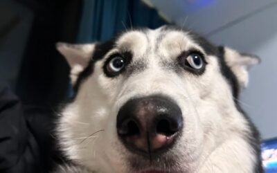 123+ Ảnh con chó hài hước siêu lầy khiến ai cũng bật cười