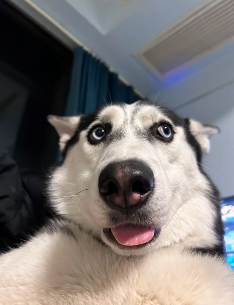 123+ Ảnh con chó hài hước siêu lầy khiến ai cũng bật cười