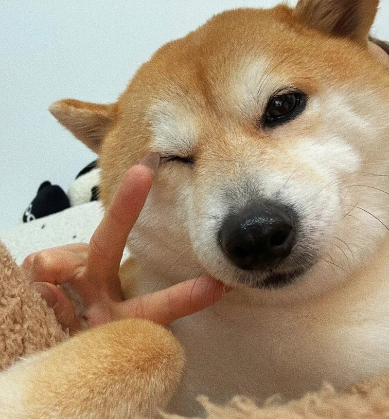 ảnh con chó hài 27