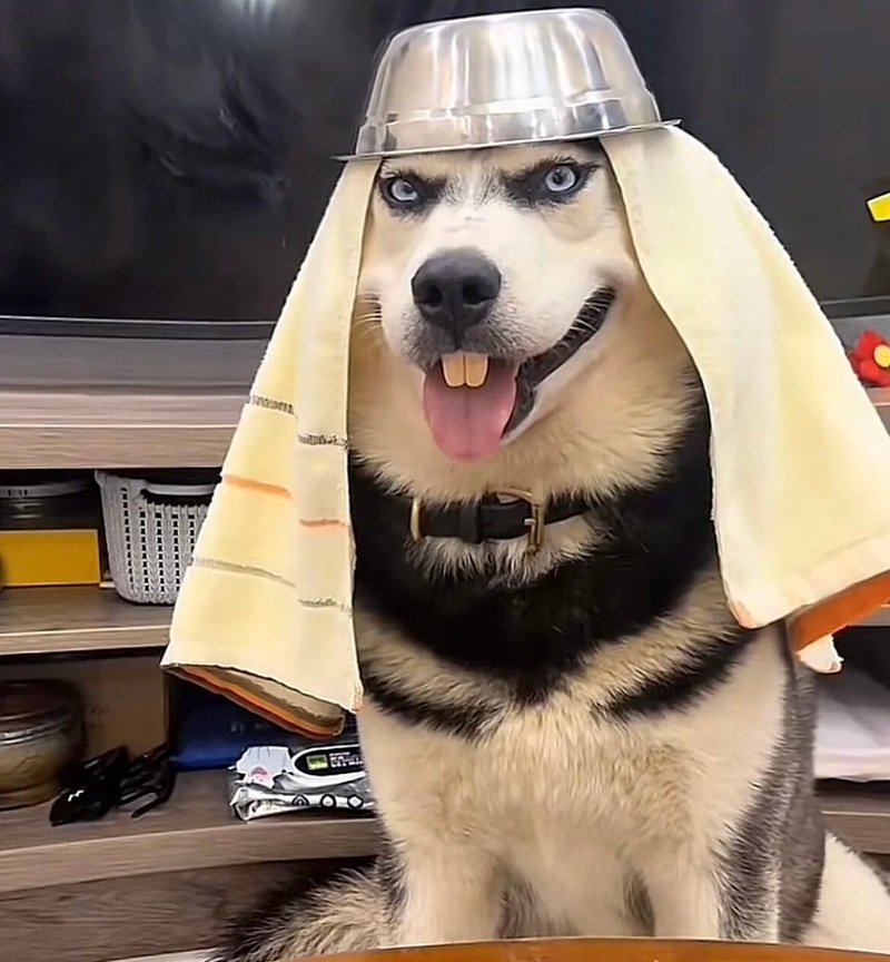 ảnh con chó hài 28