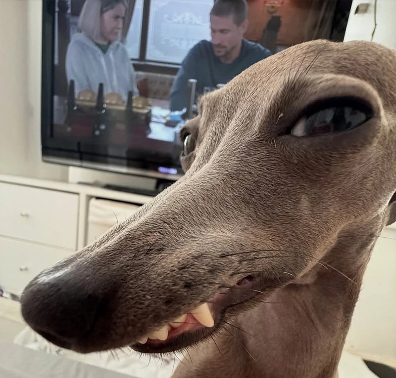 ảnh con chó hài 29