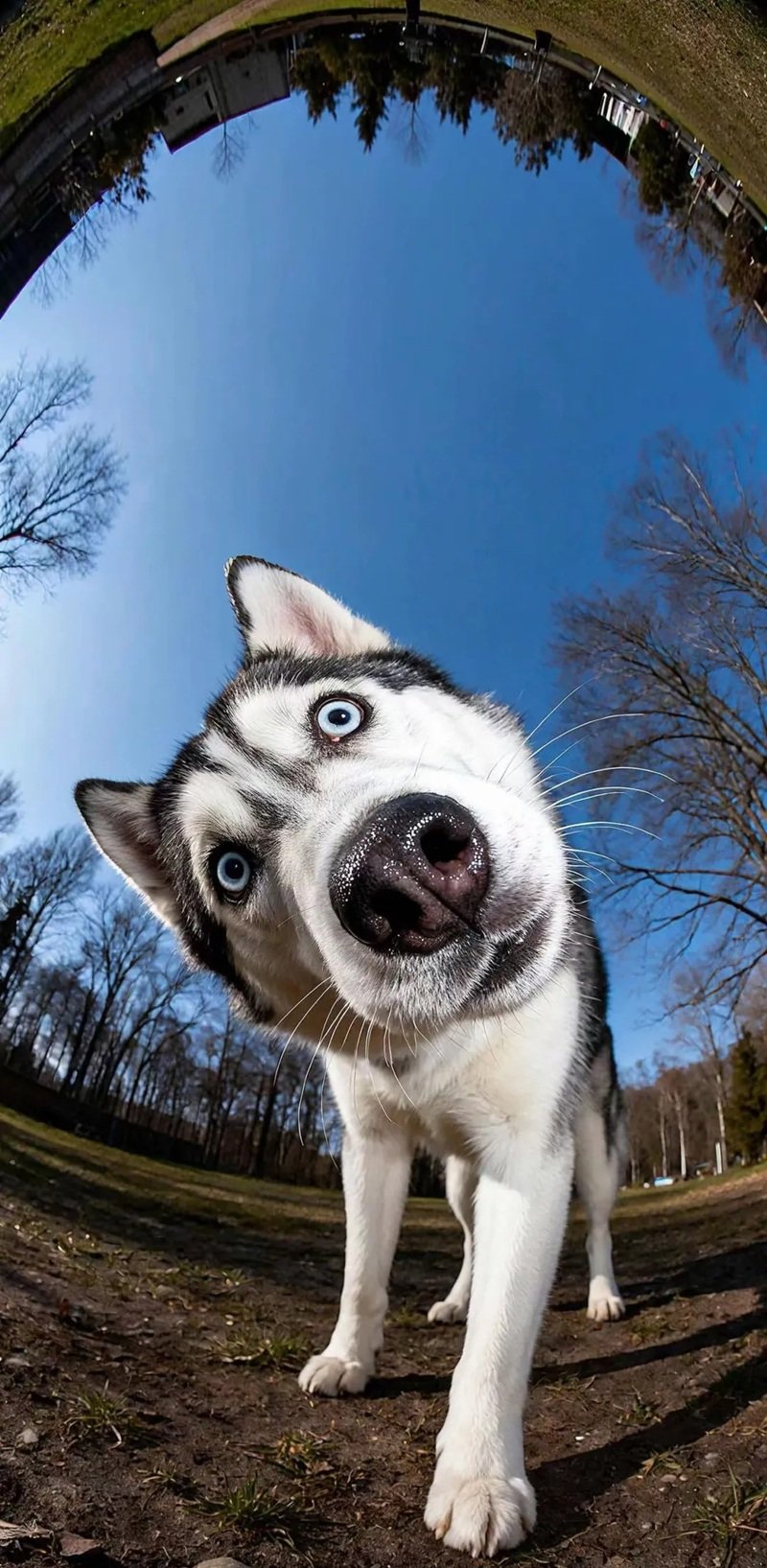 ảnh con chó hài 3