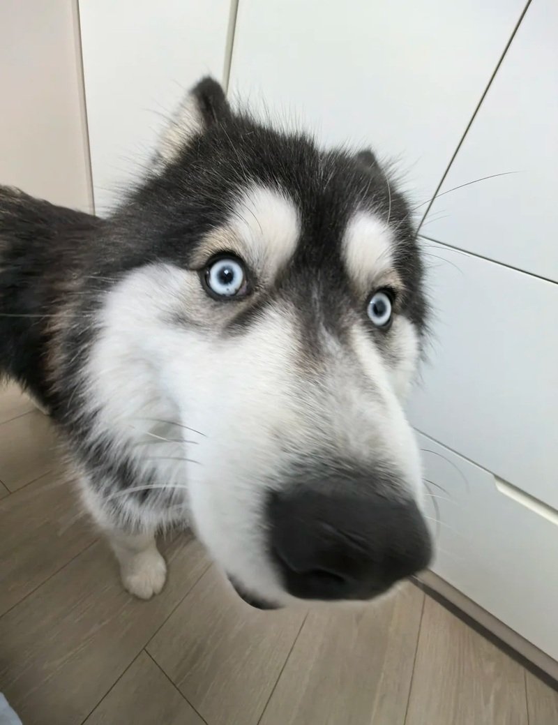 ảnh con chó hài 30