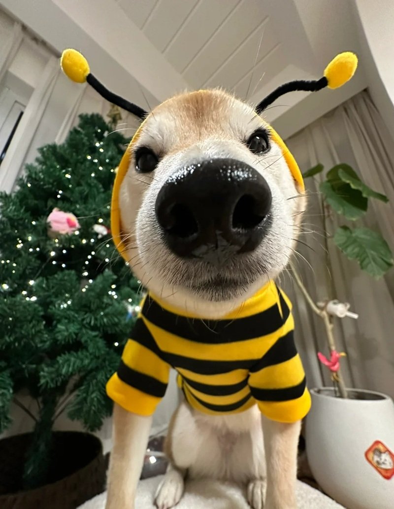 ảnh con chó hài 5