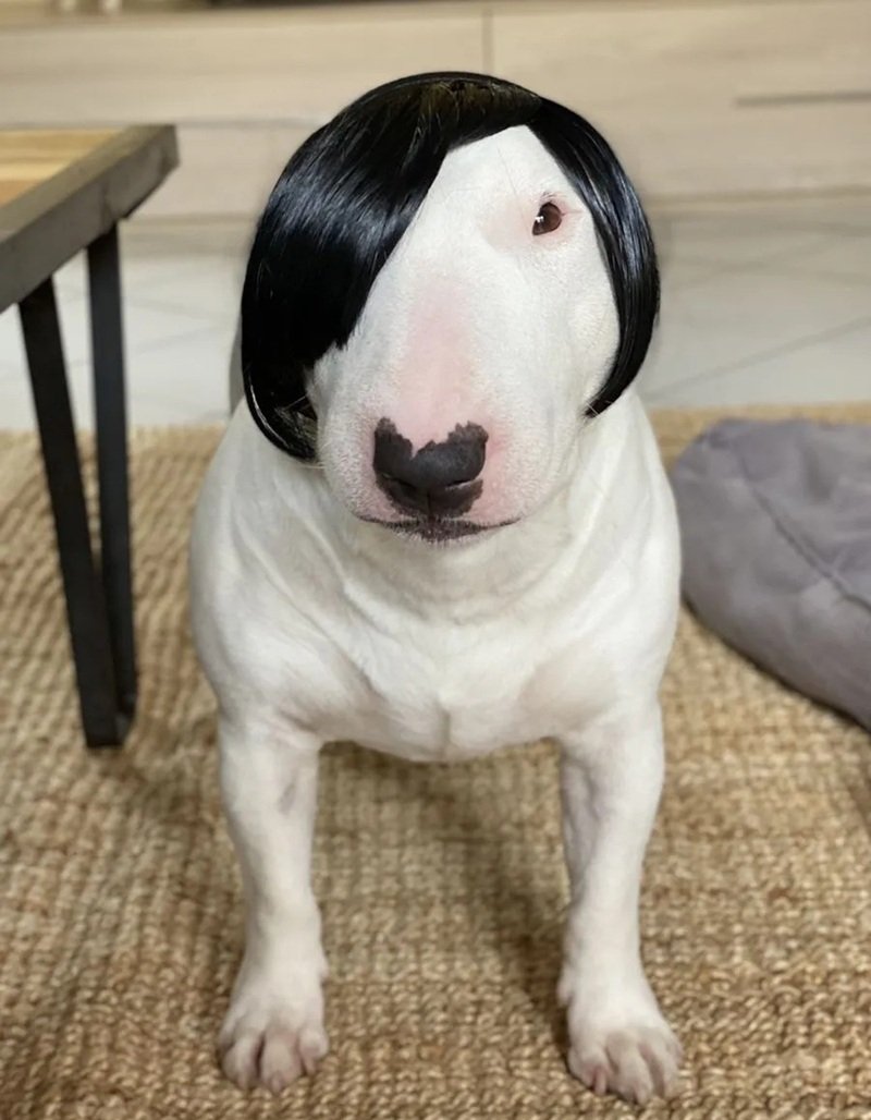 ảnh con chó hài 7