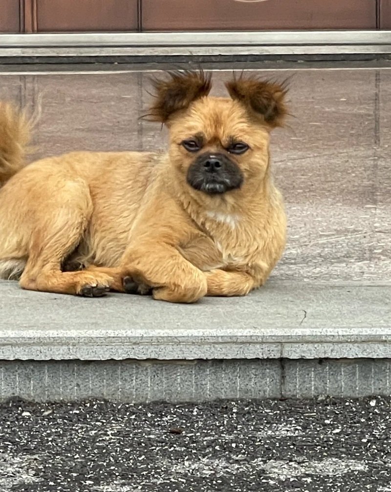 ảnh con chó hài 8