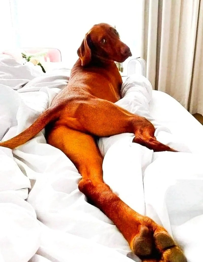 ảnh con chó hài 9