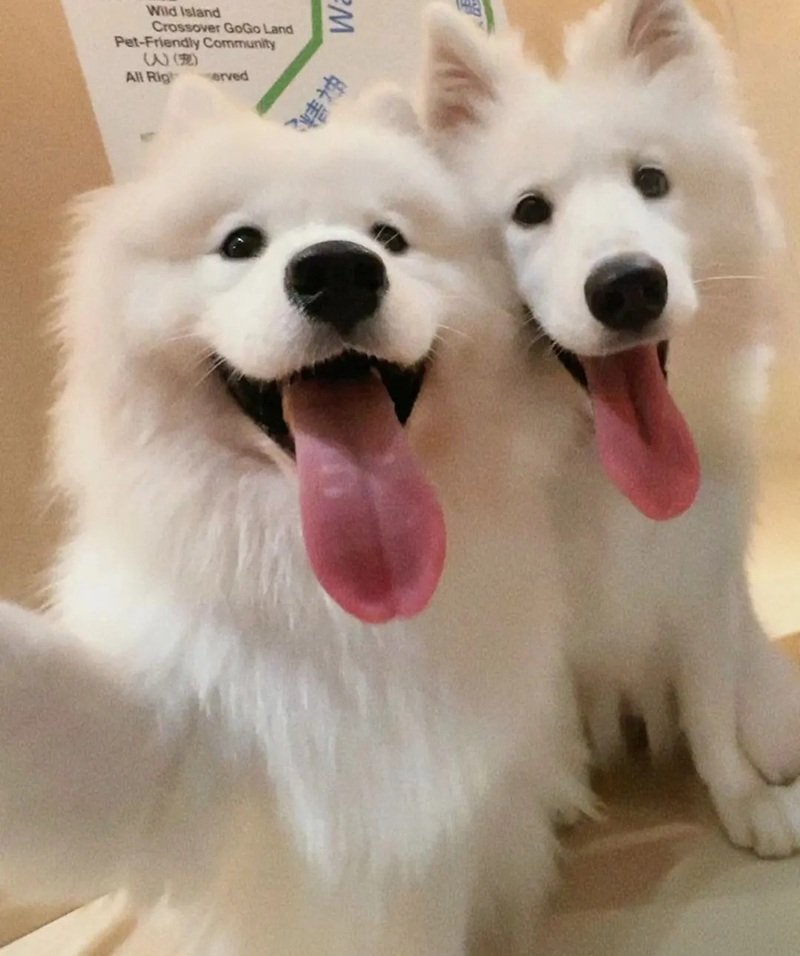 ảnh hai con chó 1