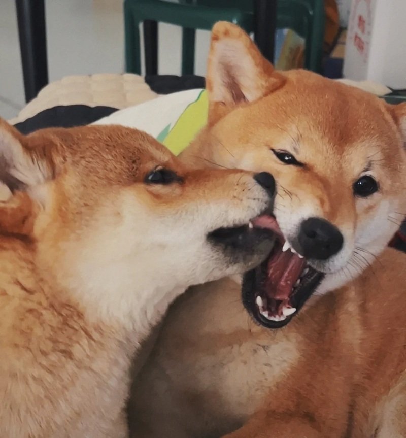 ảnh hai con chó 10