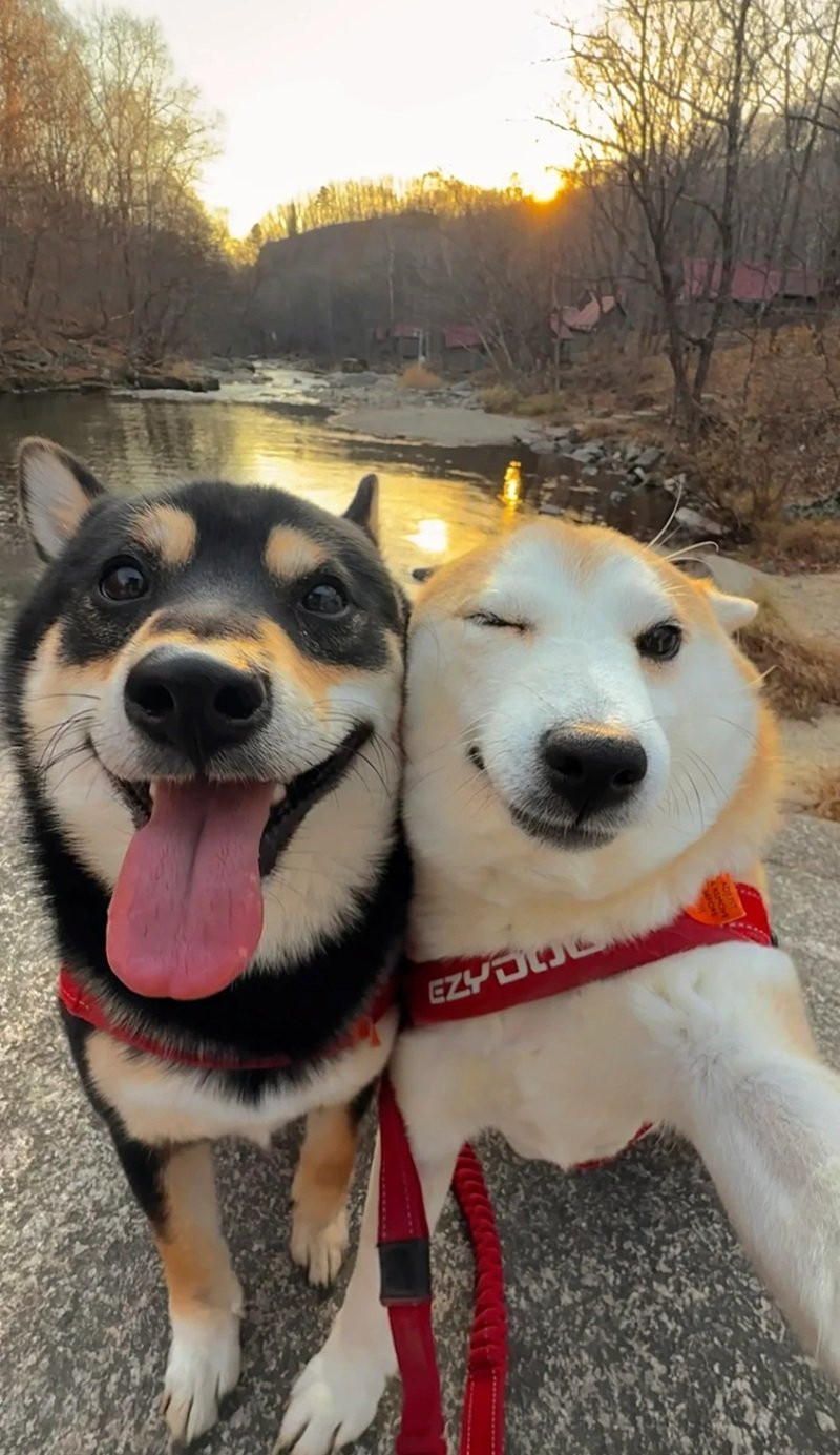 ảnh hai con chó 11