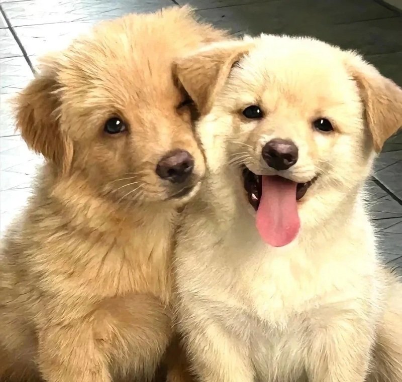 ảnh hai con chó 12