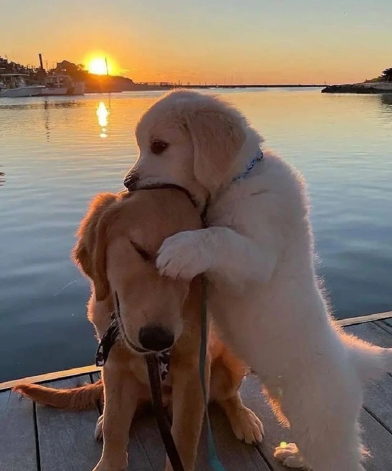 ảnh hai con chó 13