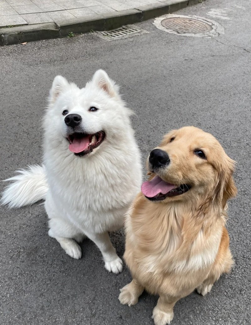 ảnh hai con chó 14