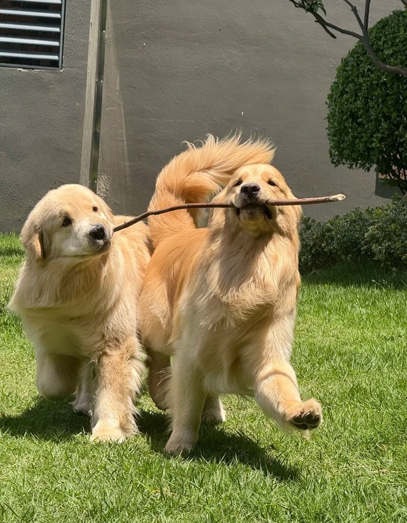 ảnh hai con chó 16