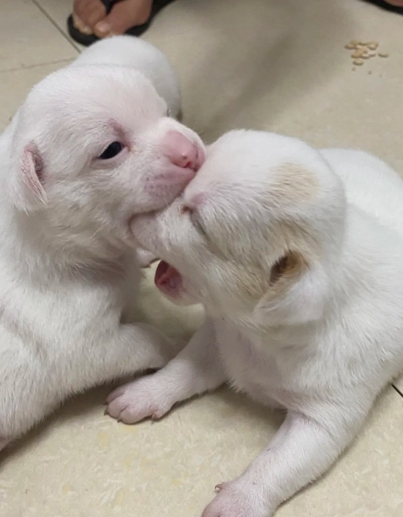 ảnh hai con chó 17