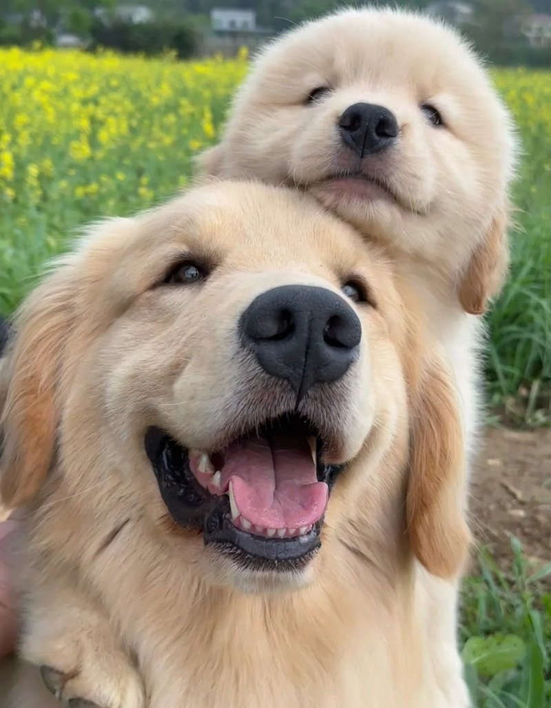 ảnh hai con chó 18