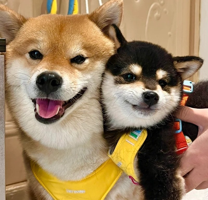 ảnh hai con chó 19