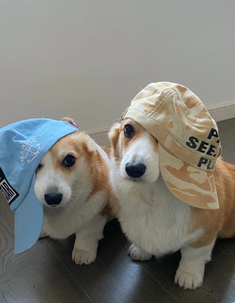 ảnh hai con chó 2