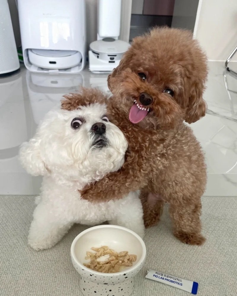 ảnh hai con chó 20