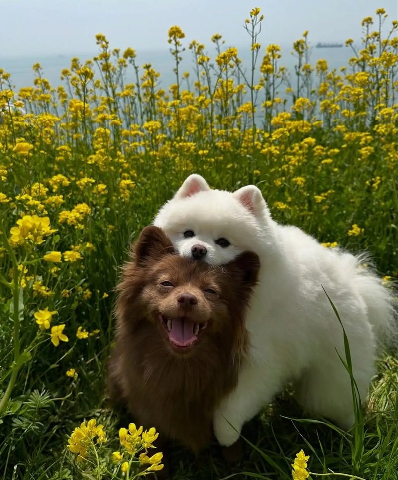 ảnh hai con chó 22