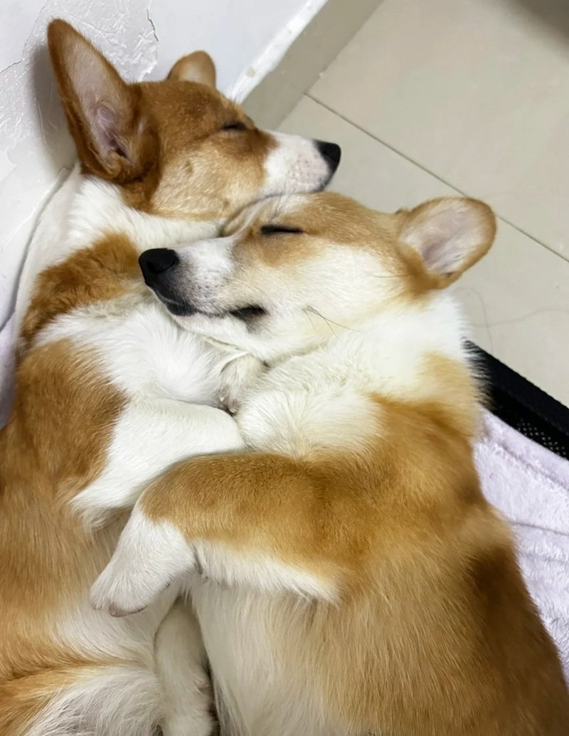 ảnh hai con chó 23