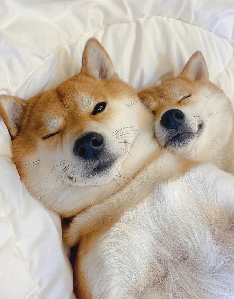 ảnh hai con chó 24