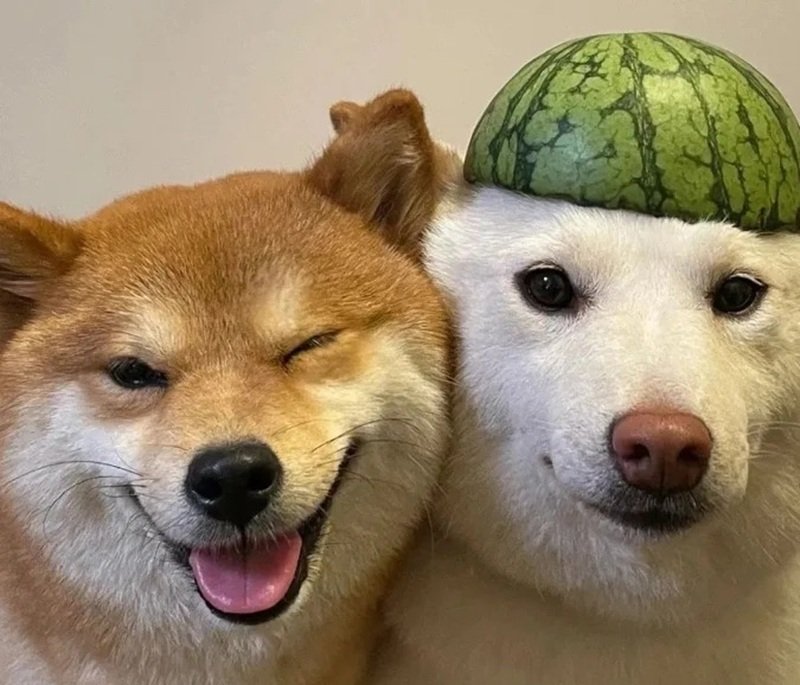 ảnh hai con chó 25