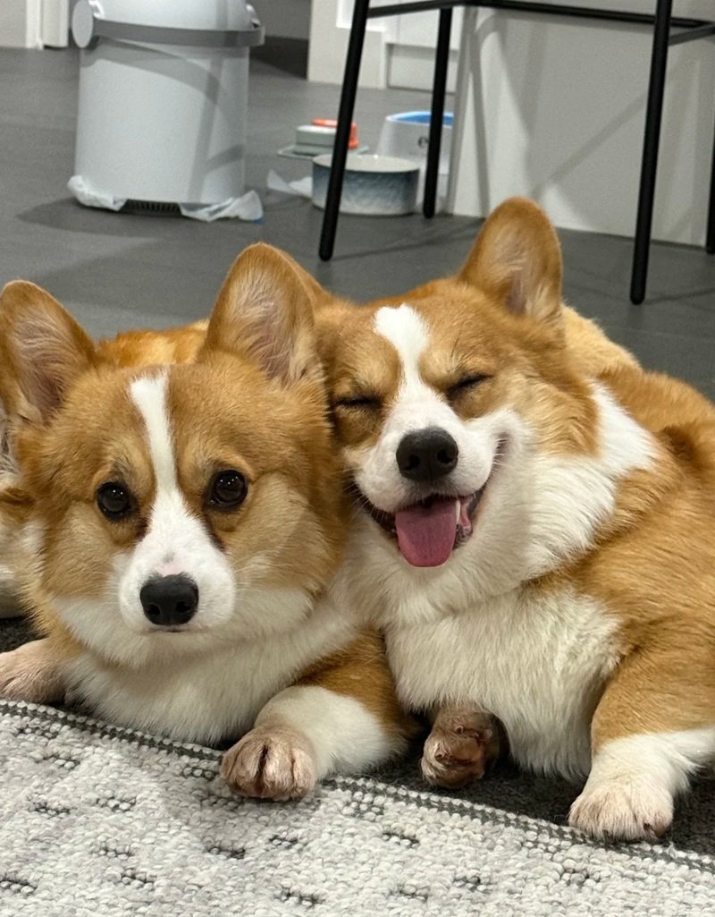 ảnh hai con chó 26