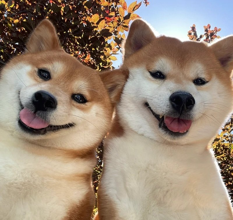 ảnh hai con chó 27