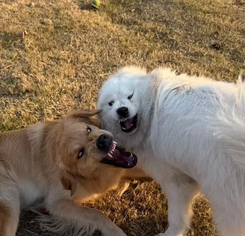 ảnh hai con chó 28