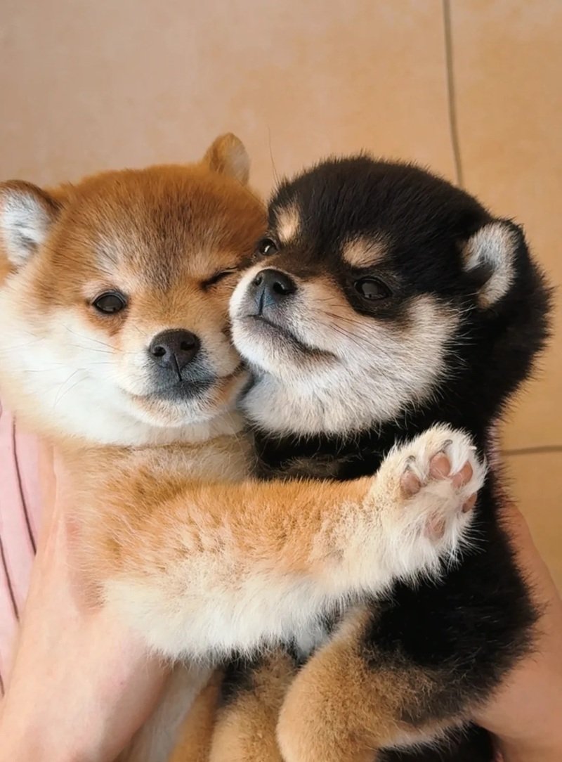 ảnh hai con chó 29