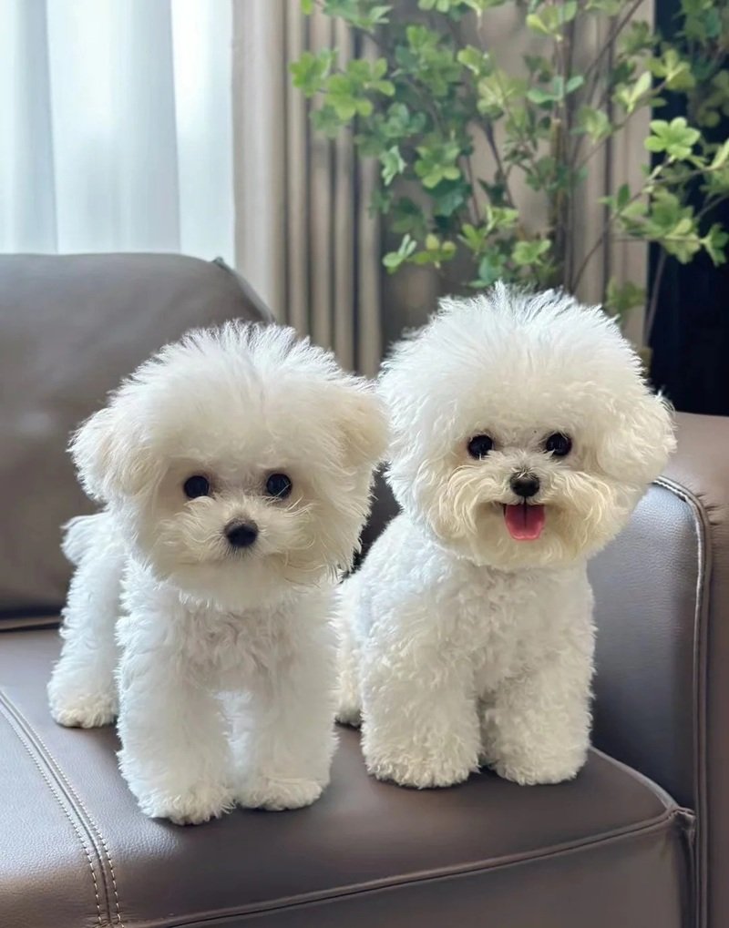 ảnh hai con chó 3