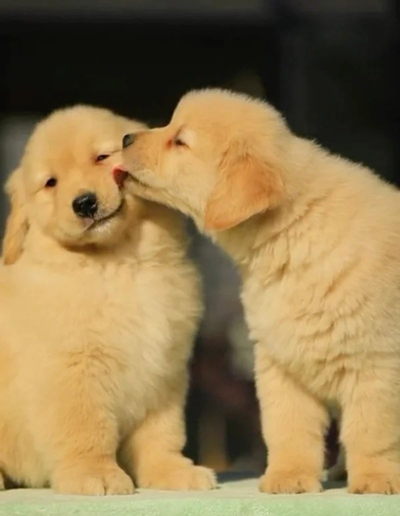 ảnh hai con chó 30