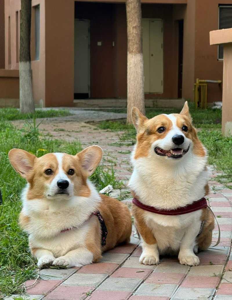 ảnh hai con chó 31