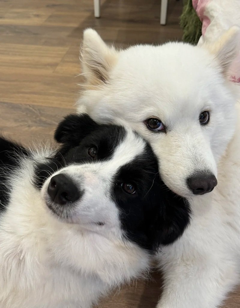 ảnh hai con chó 4