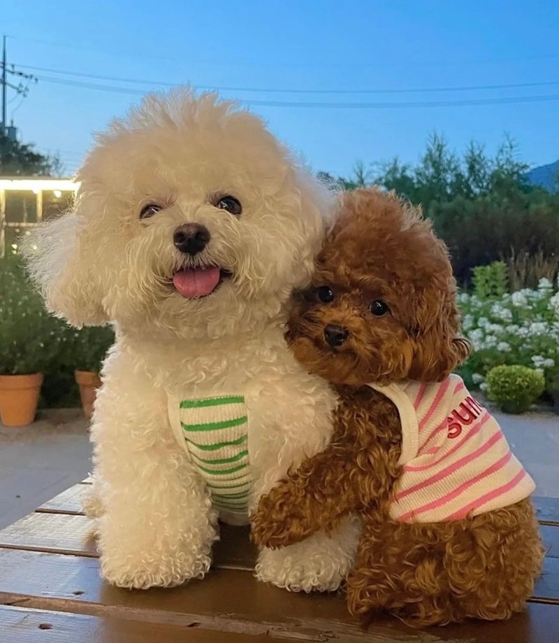 ảnh hai con chó 5