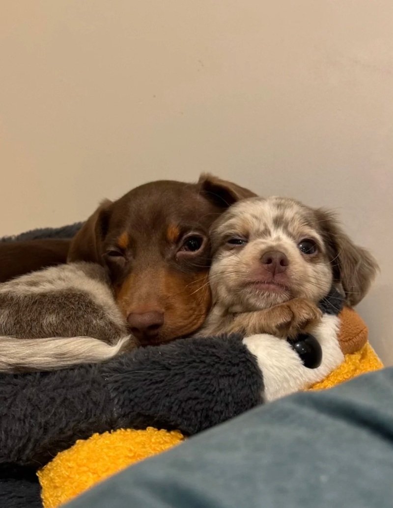 ảnh hai con chó 6