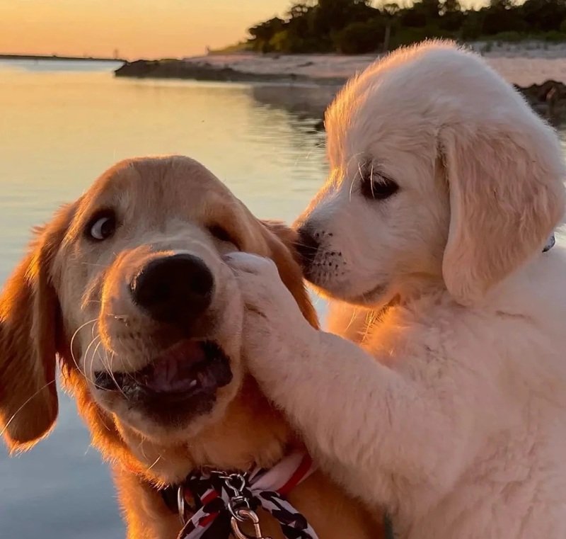 ảnh hai con chó 7