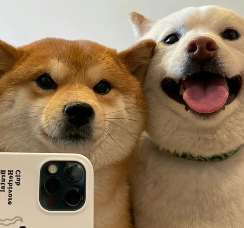 ảnh hai con chó 9