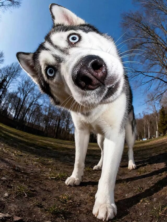 Ảnh con chó hài meme vui nhộn được chia sẻ nhiều nhất