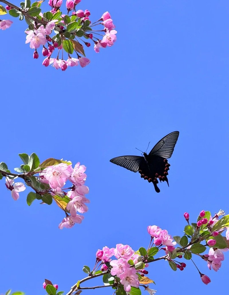 hình con bươm bướm 2