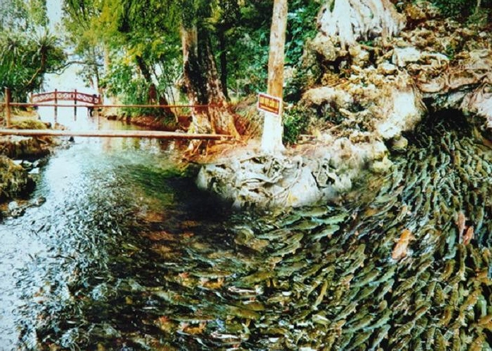 Đàn cá chép bơi dày đặc dưới suối